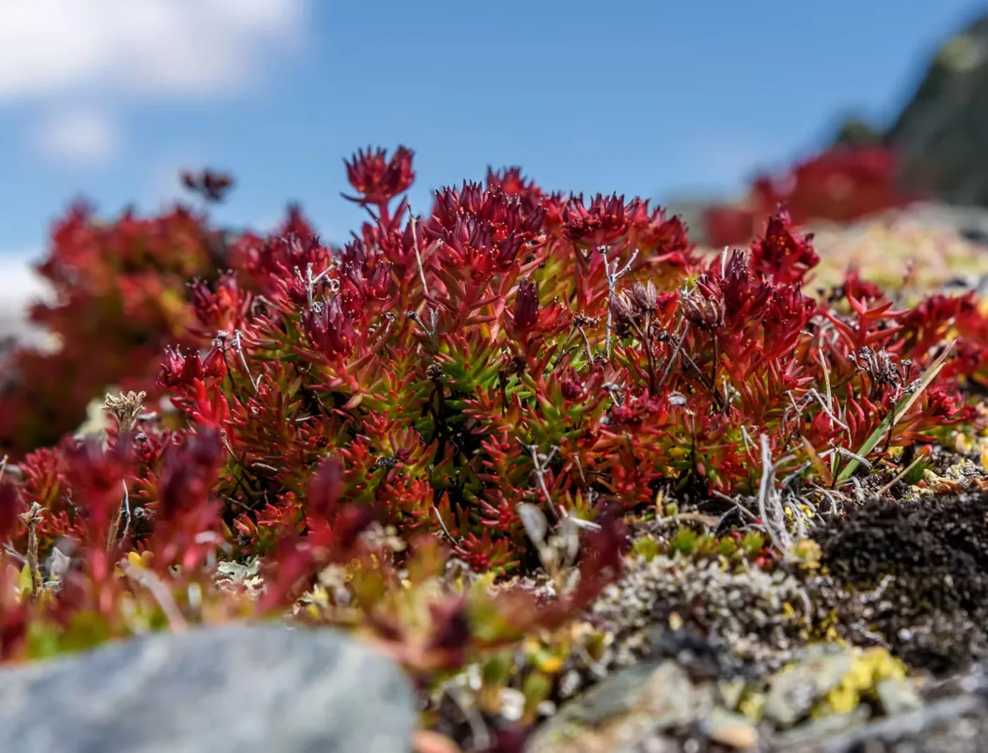 Rhodiola rosea in fiore sulle rocce d’alta quota