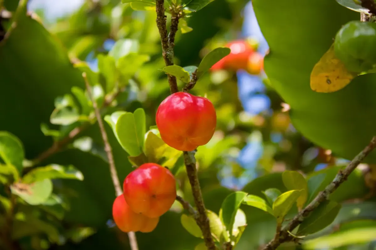 Acerola