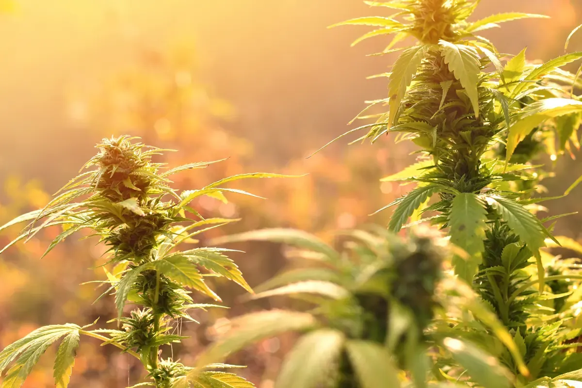 Cannabis sativa