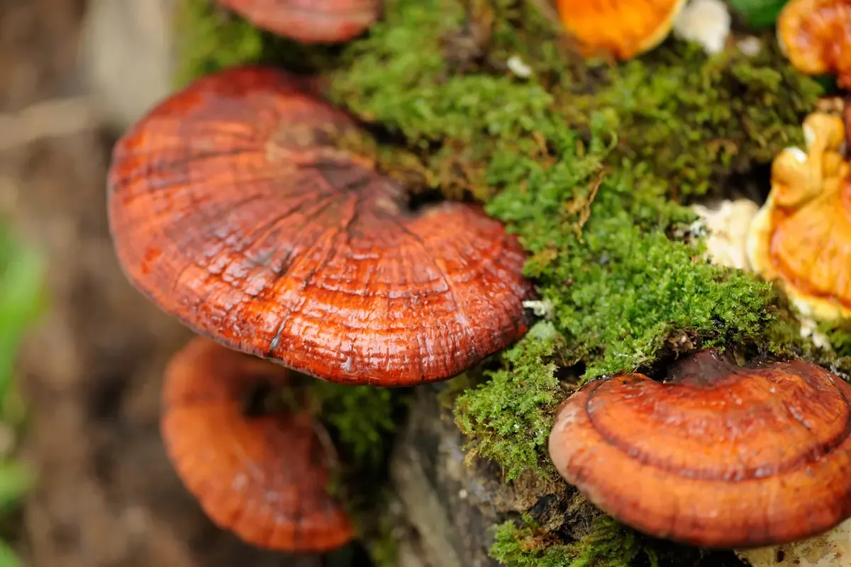 Ganoderma lucidum