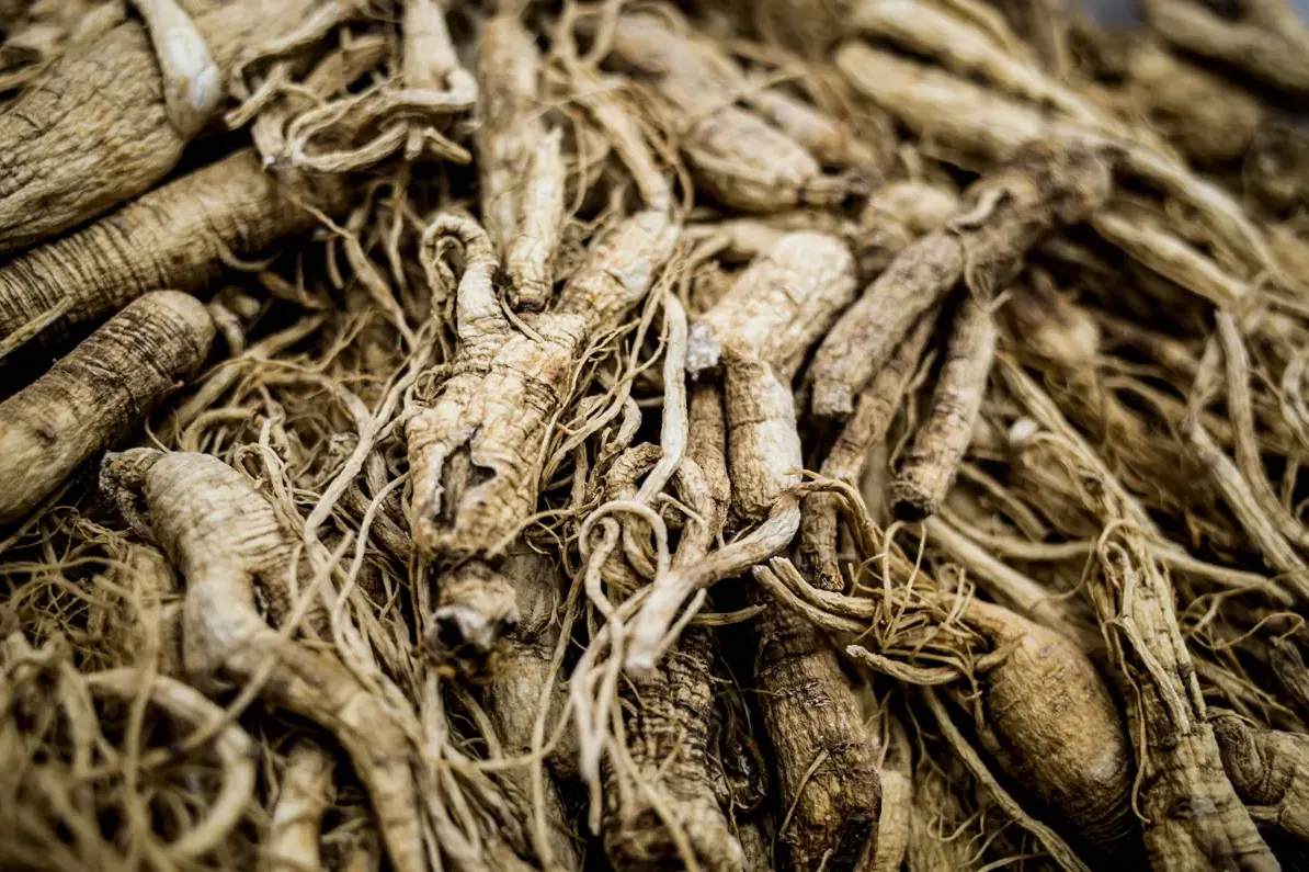 Panax ginseng