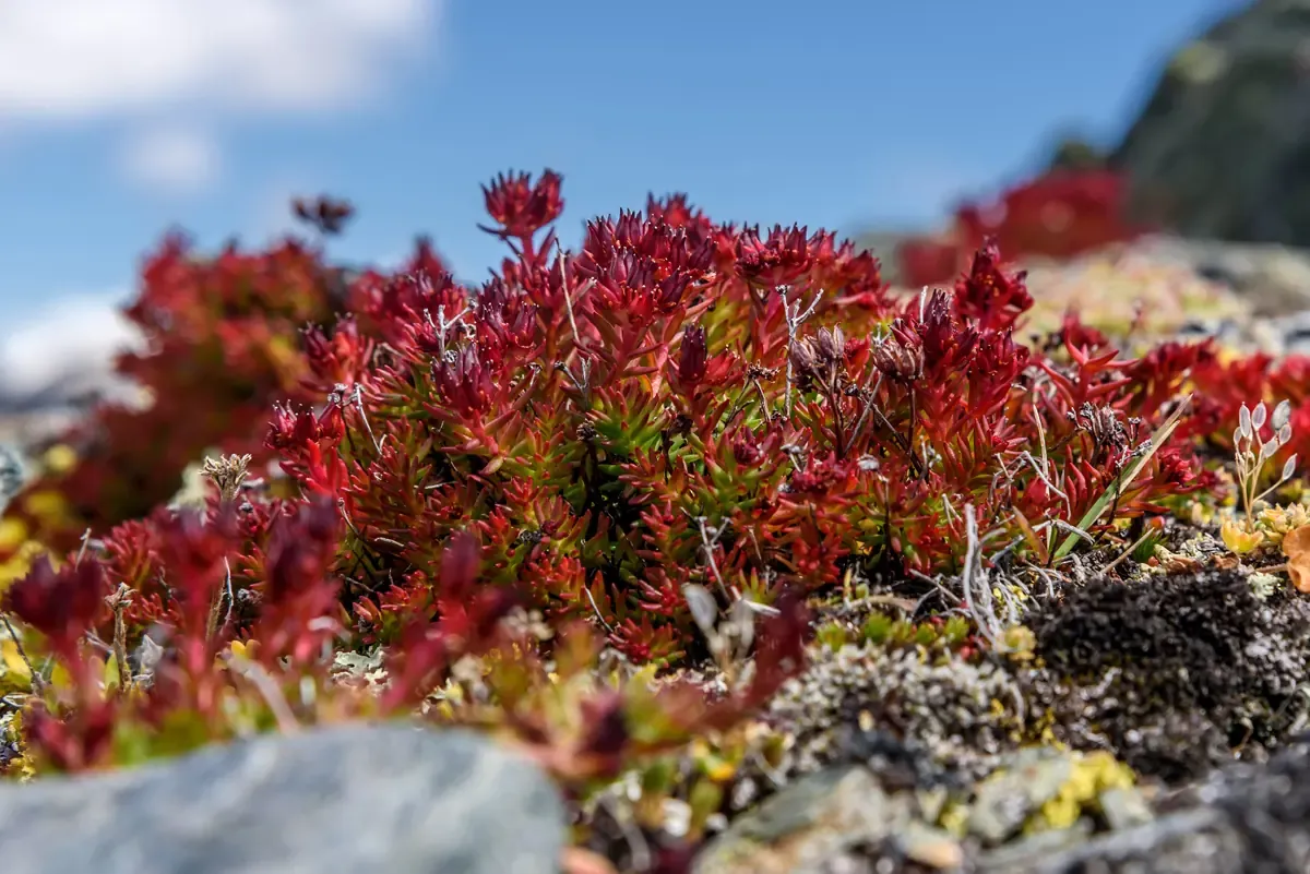 Rhodiola rosea