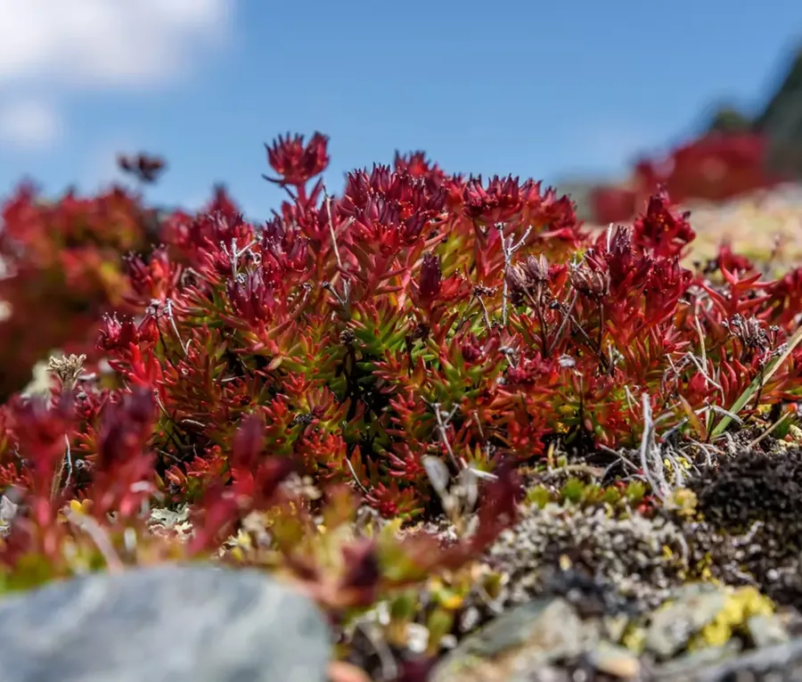 Rhodiola rosea — uno dei due principi attivi di Ænduro