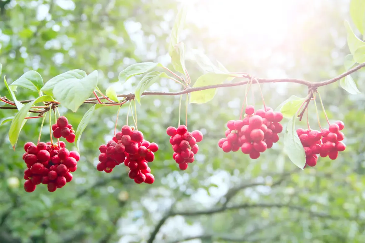 Schisandra chinensis