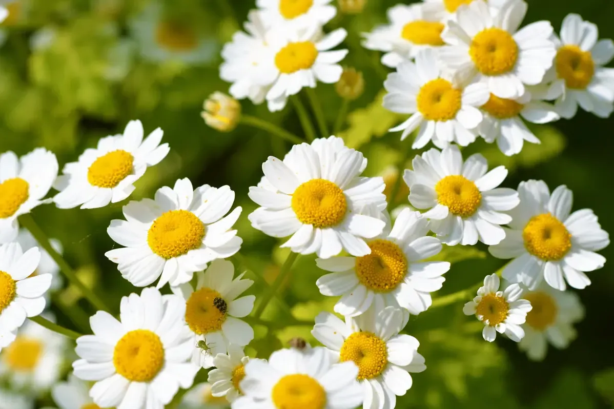 Tanacetum parthenium